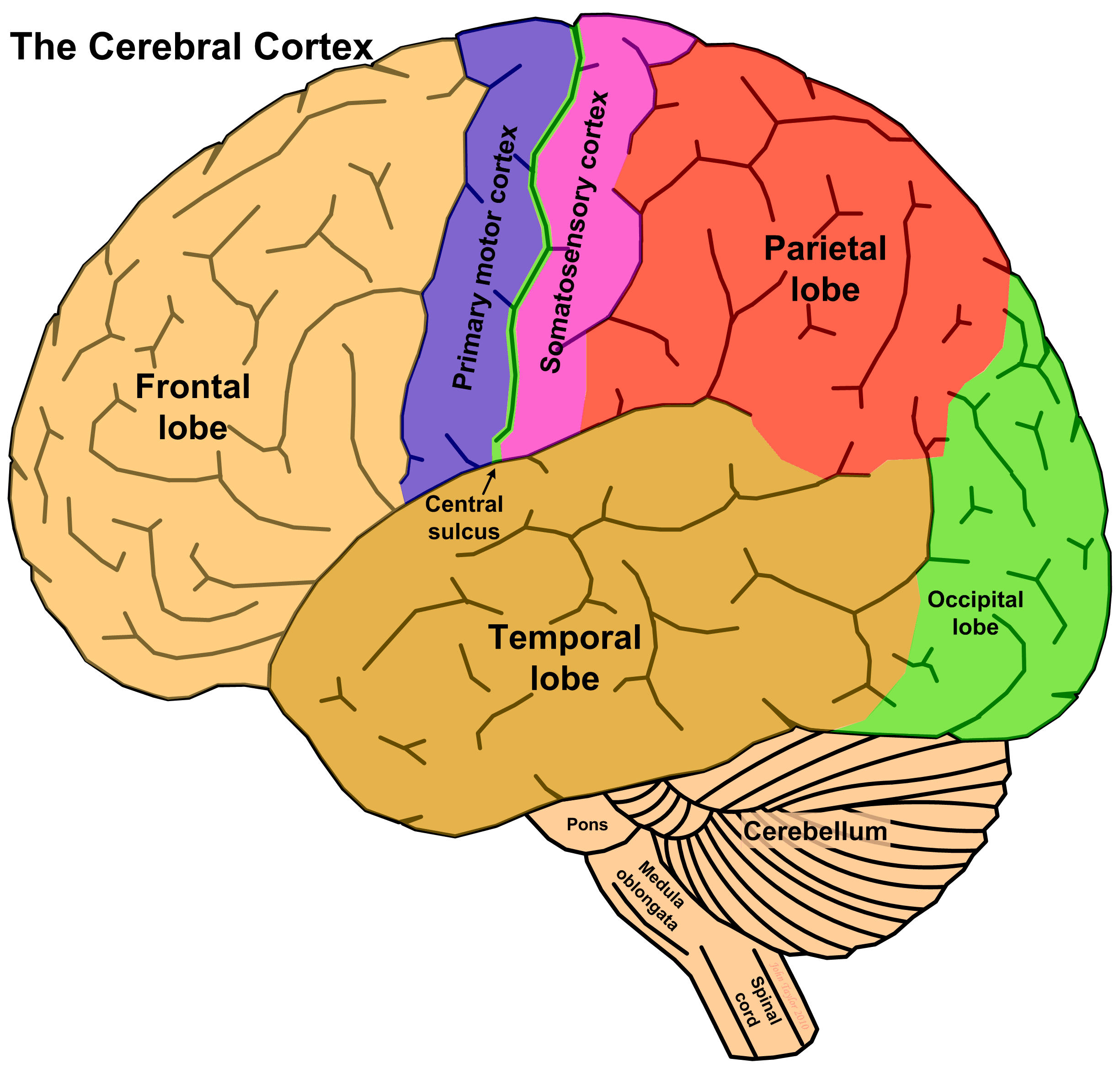 Motor Cortex Diagram Motor Cortex Diagram
